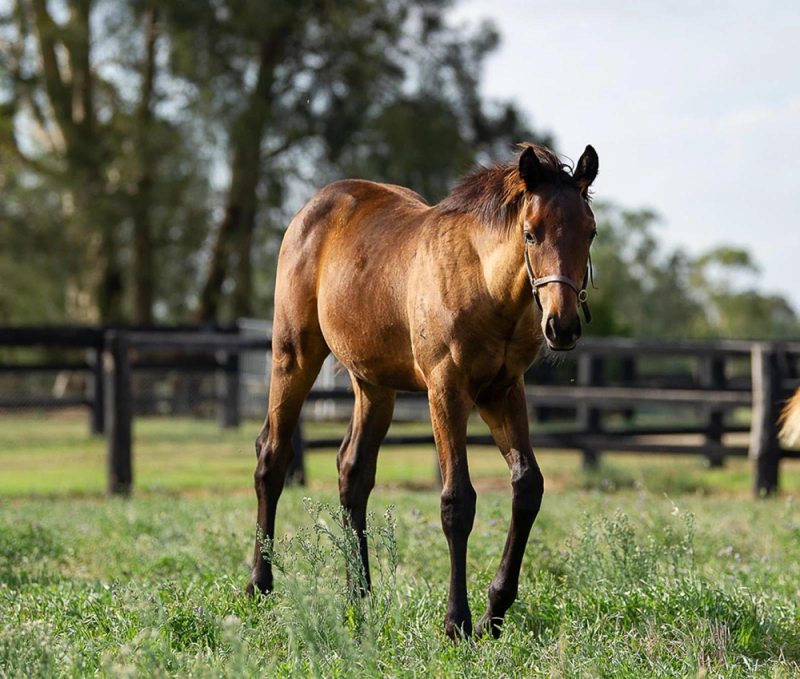 How Programmable Soda Enhanced the Inglis Yearling Sale Experience hero